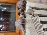 Кошки, котята Канадский сфинкс, цена 3800 Грн., Фото