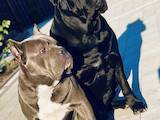 Собаки, щенки Кане Корсо, цена 22000 Грн., Фото