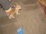 Собаки, щенята Чихуа-хуа, ціна 6000 Грн., Фото