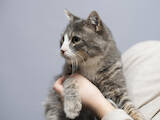 Кішки, кошенята Безпорідна, ціна 10 Грн., Фото