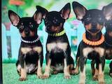 Собаки, щенки Русский гладкошерстный тойтерьер, цена 7000 Грн., Фото