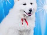 Собаки, щенки Белая Швейцарская овчарка, цена 25000 Грн., Фото