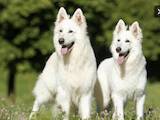 Собаки, щенята Біла Швейцарська вівчарка, ціна 25000 Грн., Фото