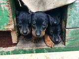 Собаки, щенки Ягдтерьер, цена 2000 Грн., Фото