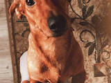 Собаки, щенки Спаривание, цена 500 Грн., Фото
