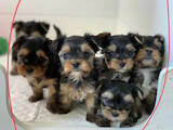 Собаки, щенки Йоркширский терьер, цена 12000 Грн., Фото