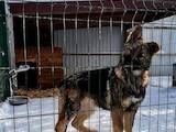 Собаки, щенята Німецька вівчарка, ціна 7000 Грн., Фото