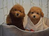 Собаки, щенки Той-пудель, цена 55000 Грн., Фото
