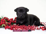 Собаки, щенки Родезийский риджбек, цена 20000 Грн., Фото