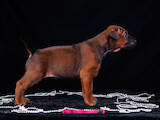 Собаки, щенки Родезийский риджбек, цена 20000 Грн., Фото