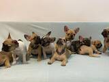 Собаки, щенки Французский бульдог, цена 11000 Грн., Фото