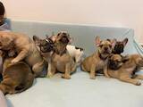 Собаки, щенки Французский бульдог, цена 11000 Грн., Фото