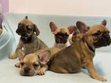 Собаки, щенята Французький бульдог, ціна 11000 Грн., Фото