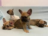 Собаки, щенята Французький бульдог, ціна 11000 Грн., Фото