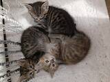 Кішки, кошенята Безпорідна, ціна 50 Грн., Фото