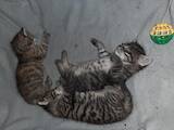 Кішки, кошенята Безпорідна, ціна 50 Грн., Фото