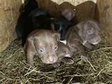 Собаки, щенки Американский стаффордширский терьер, цена 5500 Грн., Фото