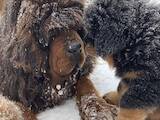 Собаки, щенята Тибетський мастиф, ціна 30000 Грн., Фото