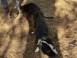 Собаки, щенята Стаффордширський бультер'єр, ціна 5500 Грн., Фото