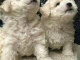 Собаки, щенки Бишон фрисе, цена 18500 Грн., Фото