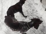 Собаки, щенки Немецкая гладкошерстная легавая, цена 2000 Грн., Фото