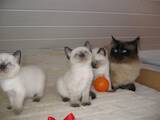 Кошки, котята Рэгдолл, цена 4500 Грн., Фото