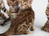 Кішки, кошенята Бенгальськая, ціна 16000 Грн., Фото
