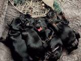 Собаки, щенки Бельгийский гриффон, цена 17000 Грн., Фото