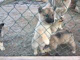 Собаки, щенята Західно-Сибірська лайка, ціна 2600 Грн., Фото