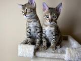 Кішки, кошенята Бенгальськая, ціна 16800 Грн., Фото