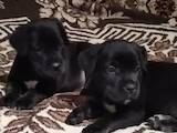 Собаки, щенки Кане Корсо, цена 4000 Грн., Фото