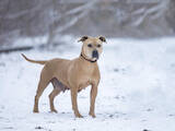 Собаки, щенята Стаффордширський бультер'єр, ціна 10 Грн., Фото