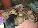 Собаки, щенки Гладкошерстная такса, цена 500 Грн., Фото