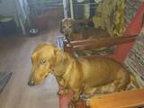 Собаки, щенки Гладкошерстная такса, цена 500 Грн., Фото
