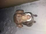 Собаки, щенята Німецька гладкошерста лягава, ціна 10 Грн., Фото