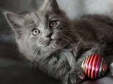 Кошки, котята Мэйн-кун, цена 18000 Грн., Фото