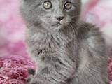 Кошки, котята Мэйн-кун, цена 18000 Грн., Фото