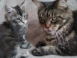 Кішки, кошенята Мейн-кун, ціна 18000 Грн., Фото