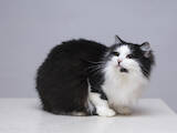 Кошки, котята Беспородная, цена 10 Грн., Фото