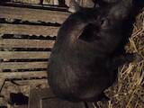 Тваринництво,  Сільгосп тварини Свині, ціна 650 Грн., Фото