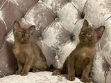 Кошки, котята Бурма, цена 18500 Грн., Фото