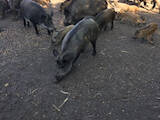 Тваринництво,  Сільгосп тварини Свині, ціна 100 Грн., Фото