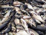 Продовольство Риба і рибопродукти, ціна 75 Грн./кг., Фото