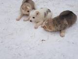 Собаки, щенки Кавказская овчарка, цена 1000 Грн., Фото