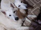 Собаки, щенята Біла Швейцарська вівчарка, ціна 15000 Грн., Фото