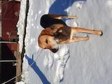 Собаки, щенята Естонський гончак, ціна 4000 Грн., Фото