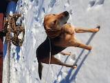 Собаки, щенята Естонський гончак, ціна 4000 Грн., Фото
