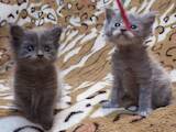 Кішки, кошенята Мейн-кун, ціна 9000 Грн., Фото