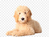 Собаки, щенки Золотистый ретривер, цена 30000 Грн., Фото