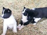 Собаки, щенки Русско-Европейская лайка, цена 7000 Грн., Фото